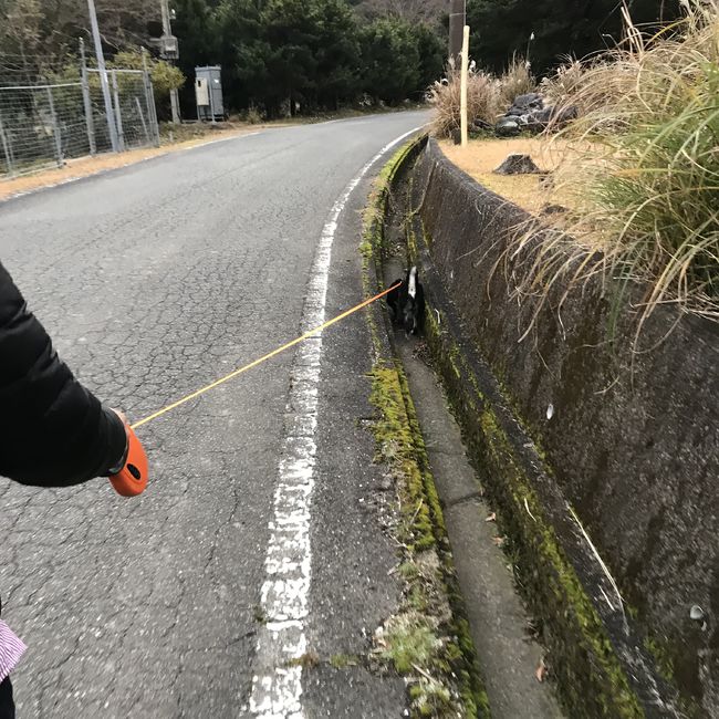 我が家の黒柴