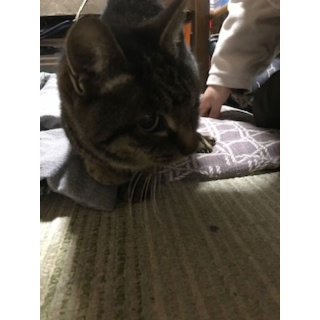 救出できた猫ちゃん