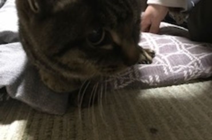 救出できた猫ちゃん