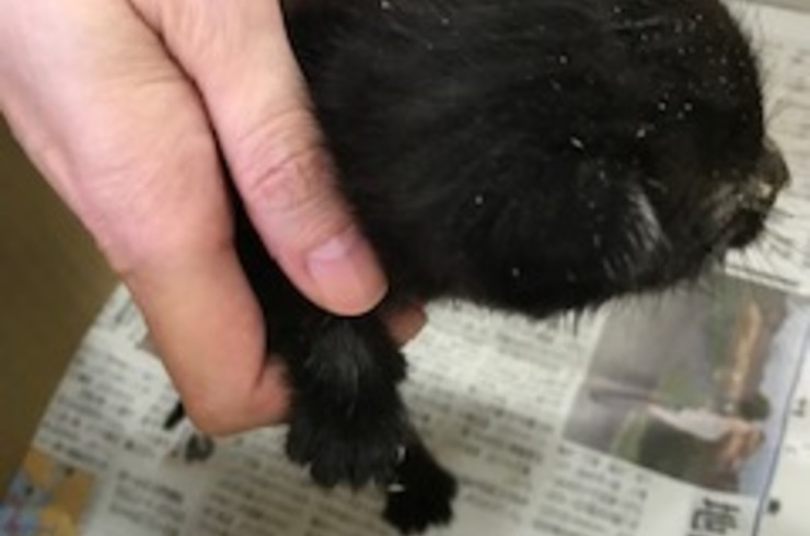 ご対面前からジジという名前が付けられていました